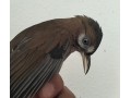 garrulax-cinacereus-small-1