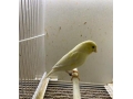 canarios-small-2