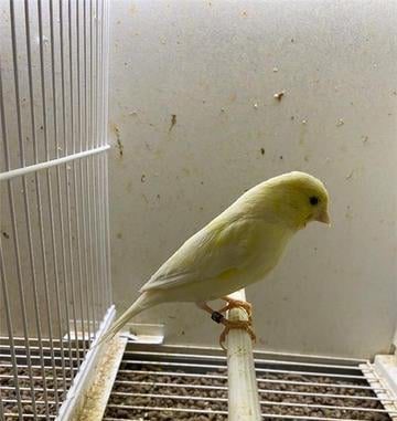 canarios-big-2