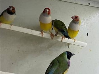 diamantes-de-gould
