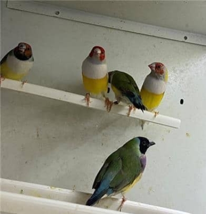 diamantes-de-gould-big-0
