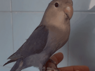 agapornis-roseicollis-azul-violeta