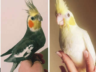 pareja-de-ninfas-papilleras
