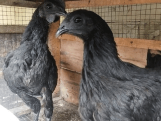 ayam-cemani