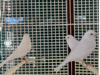 canarios