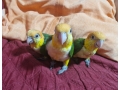 loros-caiques-cabeza-naranja-papilleros-small-1