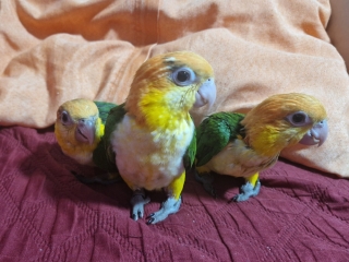loros-caiques-cabeza-naranja-papilleros