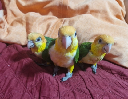 loros-caiques-cabeza-naranja-papilleros-big-1