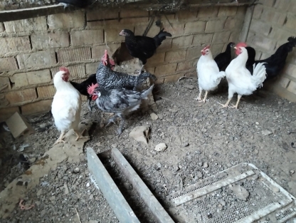 disponible-gallinas-y-gallos-camperos-big-3