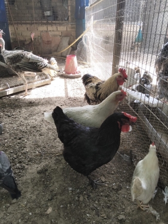 disponible-gallinas-y-gallos-camperos-big-4
