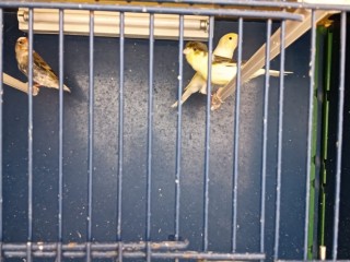 canarias-timbradas