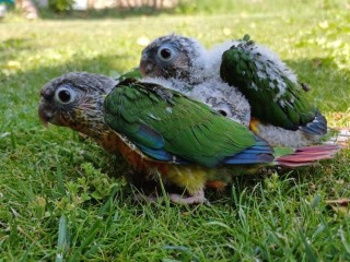 ninfas-forpus-pyrrhuras-y-caiques-papilleros-aviario-en-la-rioja