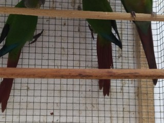 pyrrhuras