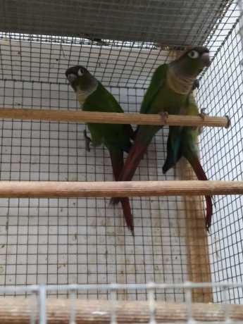 pyrrhuras-big-3
