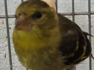 spinus-barbatus-lugano-americano