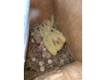 ninfas-papilleras-small-0
