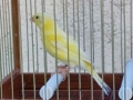 canarias-timbradas-small-2