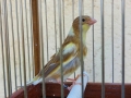 canarias-timbradas-small-1