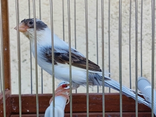 canarias-timbradas