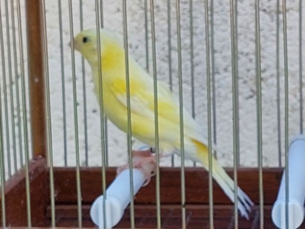 canarias-timbradas-big-2