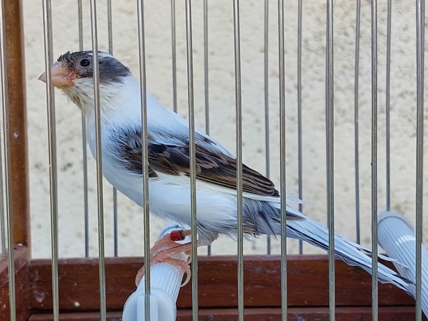 canarias-timbradas-big-0