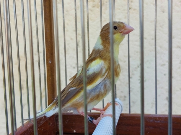 canarias-timbradas-big-1