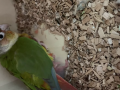 phyrruras-pinas-papilleras-small-0