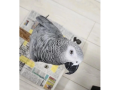 encantadores-loros-grises-africanos-a-la-venta-small-0