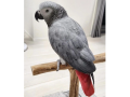 encantadores-loros-grises-africanos-a-la-venta-small-1