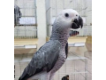 encantadores-loros-grises-africanos-a-la-venta-small-2
