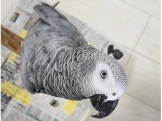 encantadores-loros-grises-africanos-a-la-venta
