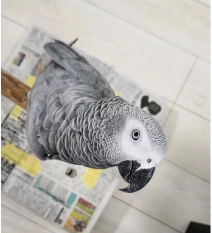 encantadores-loros-grises-africanos-a-la-venta-big-0
