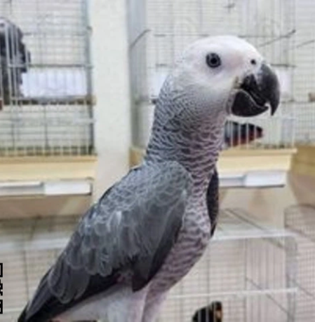 encantadores-loros-grises-africanos-a-la-venta-big-2