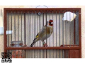 jilguero-macho-hembra-small-0