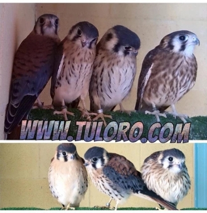 cernicalos-americano-pollos-de-este-ano-perfectamente-documentado-big-0