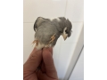 canarios-mona-alemana-y-amarillos-small-0