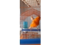 vendo-canarios-small-0