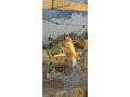 cedo-canarios-small-0