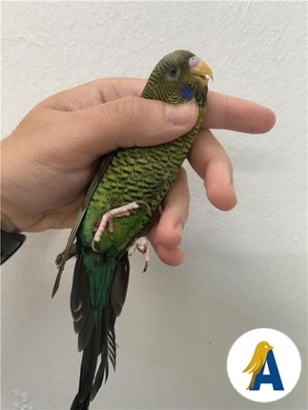 periquitos-caranegra-alas-negras-big-2