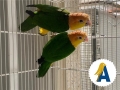 hembra-caique-adulta-small-0