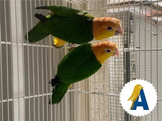 hembra-caique-adulta