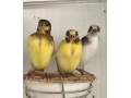 canarios-timbrados-small-0