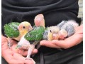 caique-cabeza-naranja-papilleros-small-0