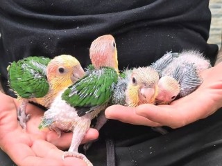 caique-cabeza-naranja-papilleros