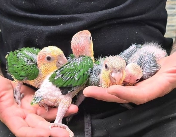 caique-cabeza-naranja-papilleros-big-0