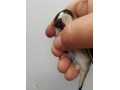 jilgueros-small-0