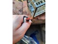 jilgueros-small-3