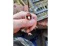 jilgueros-small-2