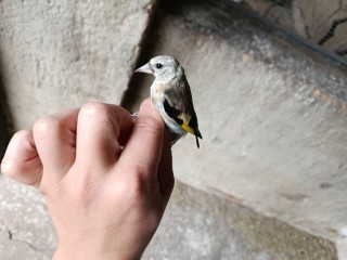 jilgueros