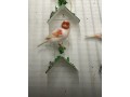 rojos-mosaicos-small-0